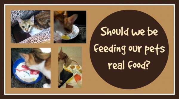 Should we be feeding our pets real food Loula Natural